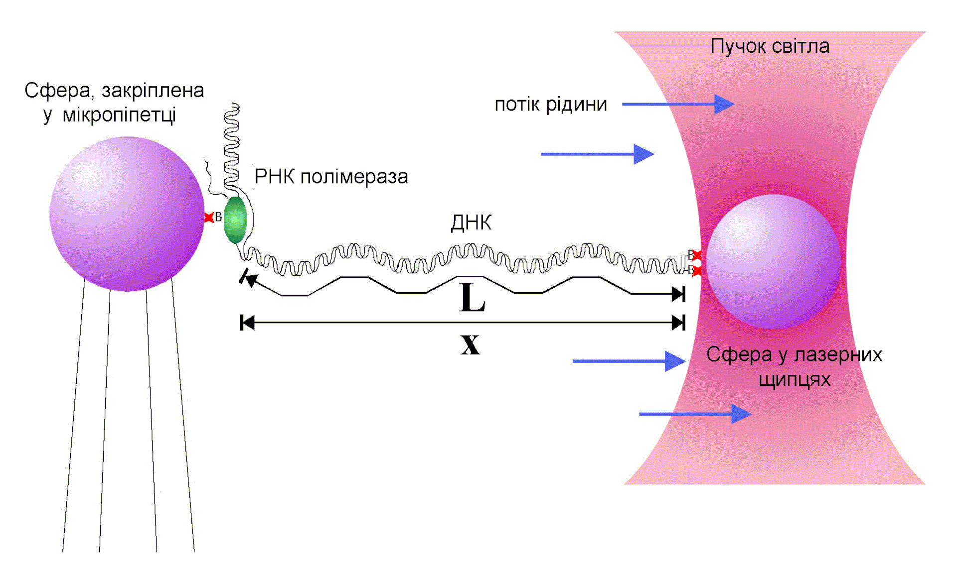 用光镊研究 RNA 聚合酶转录的示意动画:聚合酶被光镊“拴”住,边转录边读出位移与力